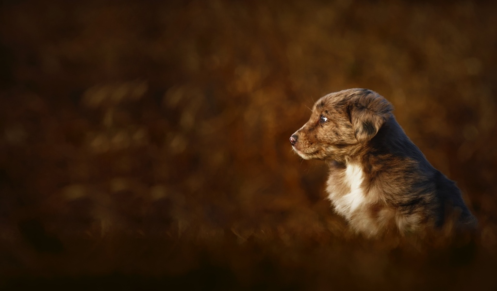 Маленький коричневый щенок крупным планом