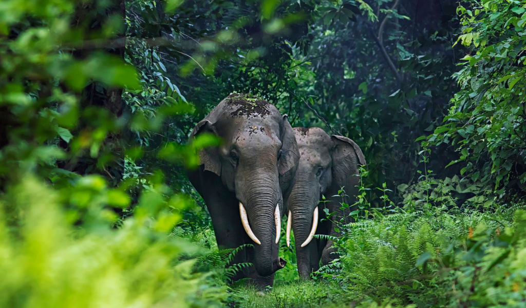 Два больших серых слона в тропических зарослях