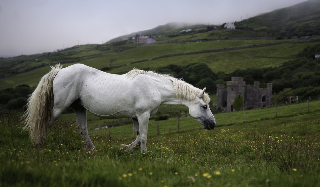 Большой белый конь пасется на зеленой траве