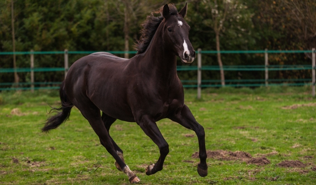 Красивый конь скачет по зеленой траве на ферме