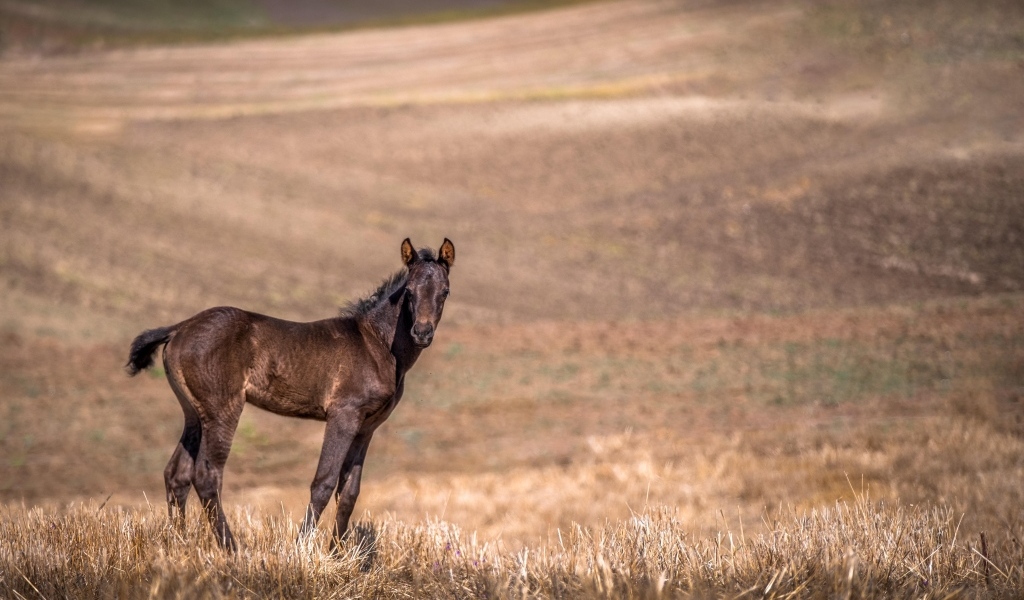 Жеребенок на пастбище 