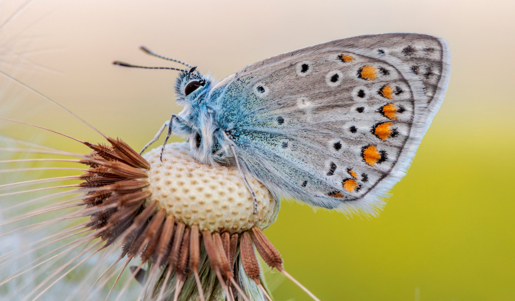 Голубая красивая бабочка сидит на цветке одуванчика