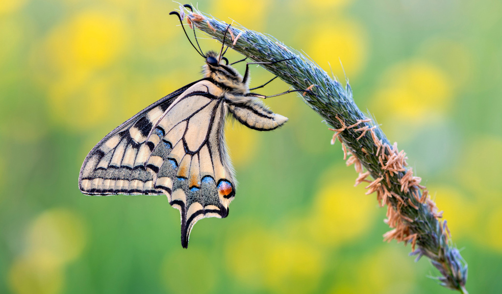 Красивая бабочка махаон сидит на колоске