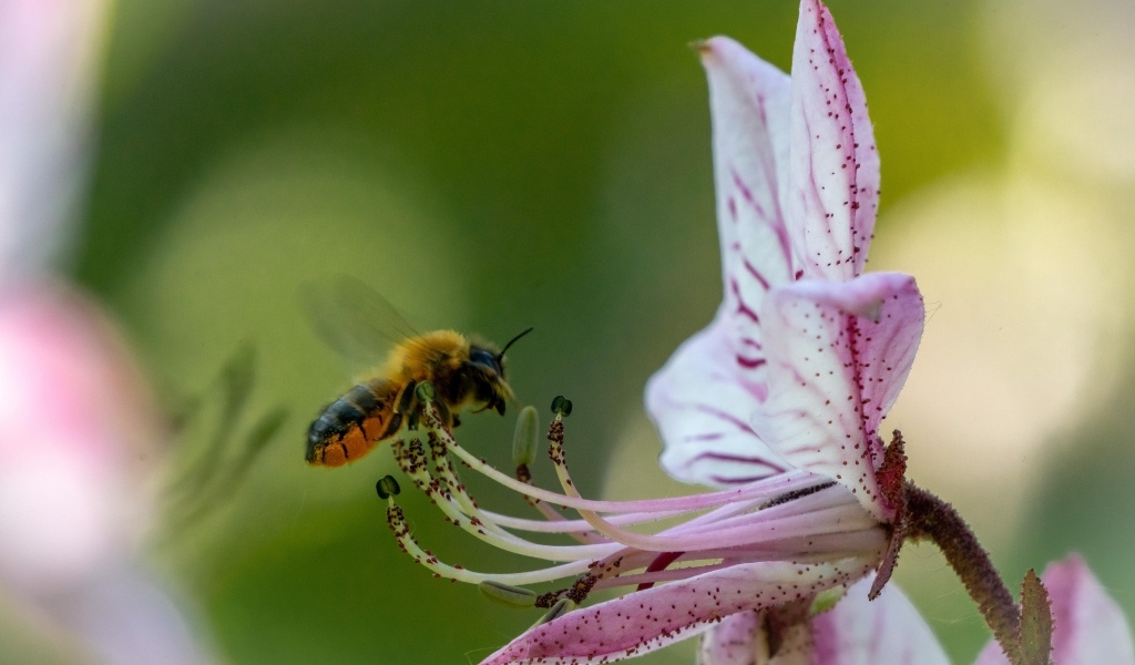 Пчела кружит у розового цветка лилии