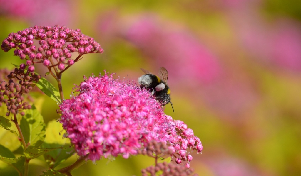 Шмель собирает пыльцу с розовых цветов
