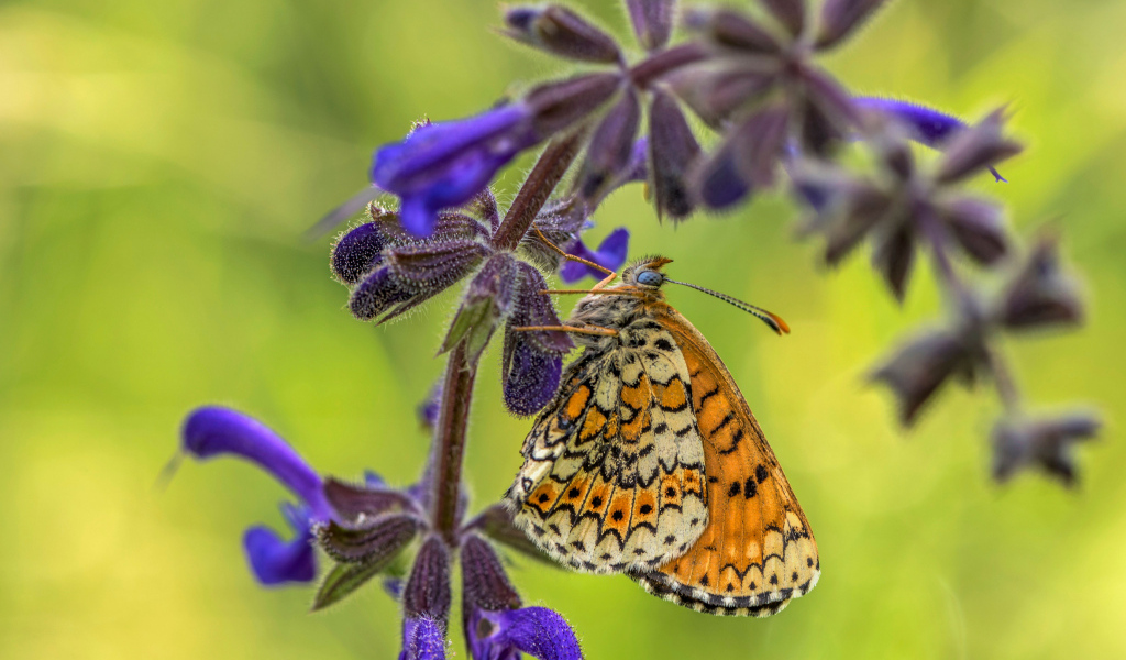 Бабочка висит на ветке  с синими цветами