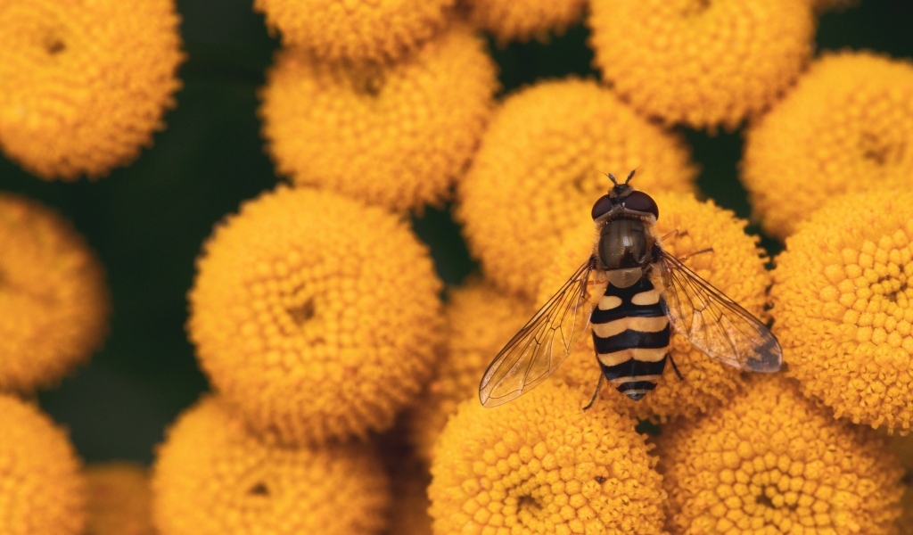 Муха сидит на желтых цветах пижмы
