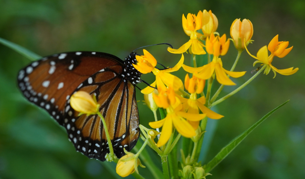 Коричневая большая бабочка сидит на желтом цветке