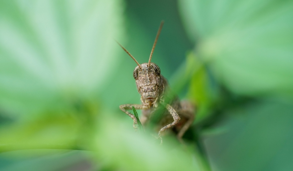 Большой кузнечик прячется в листьях 
