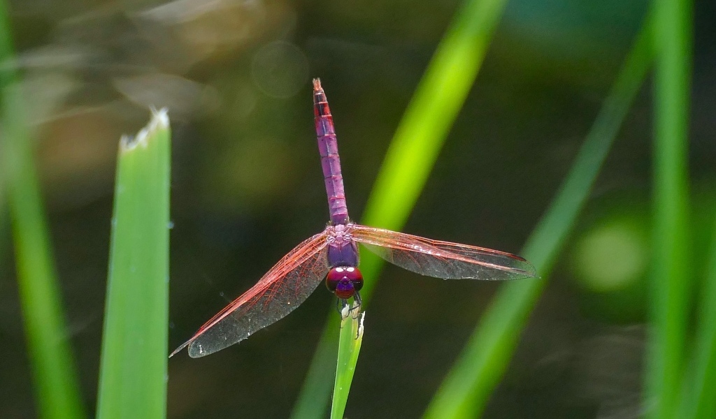 Сиреневая стрекоза сидит на зеленой траве