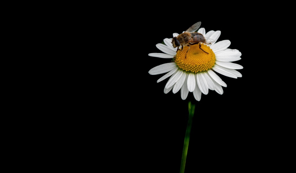 Маленькая пчела сидит на ромашке на черном фоне