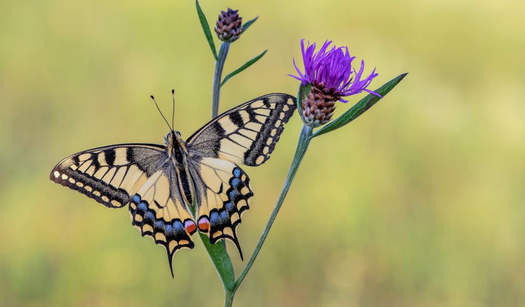 Бабочка махаон сидит на сиреневом цветке