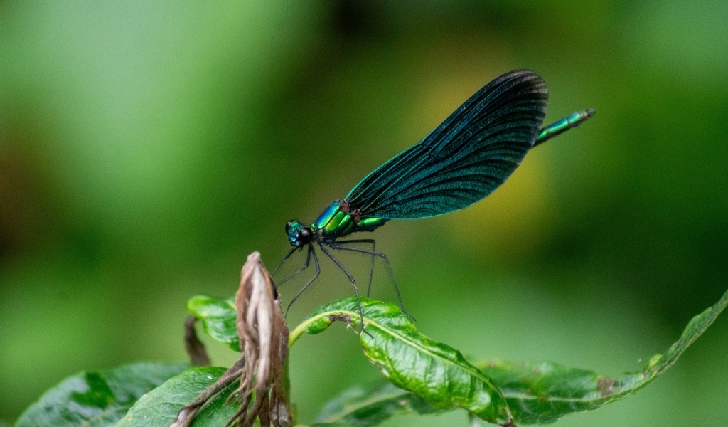 Красивая зеленая стрекоза на листе