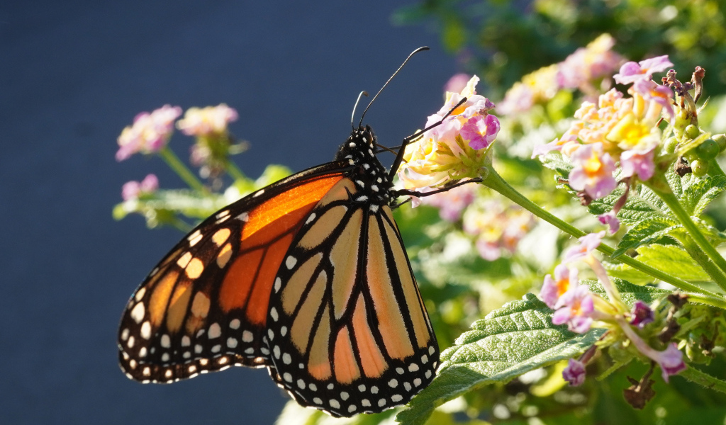 Коричневая бабочка на розовом комнатном цветке