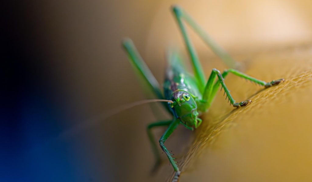 Большой зеленый кузнечик крупным планом