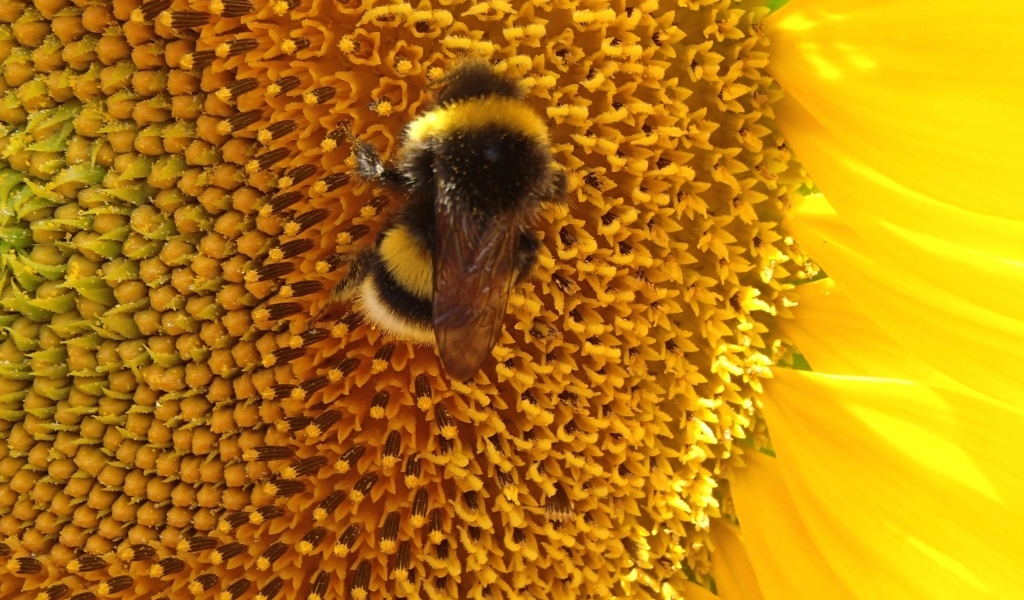 Большой полосатый шмель на цветке подсолнуха
