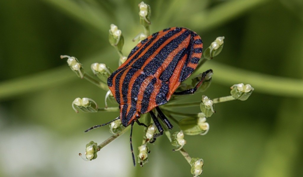 Красный клоп сидит на растении