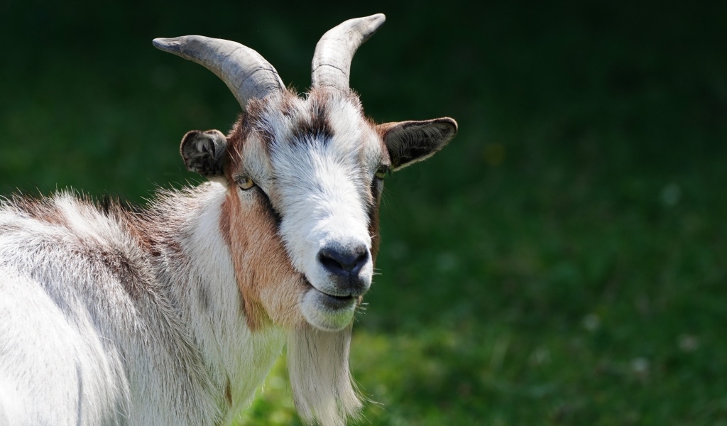 Домашний козел с большой бородой