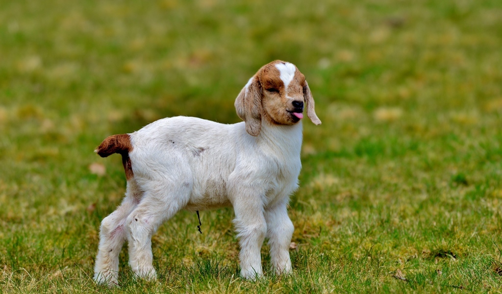 Маленький козленок на зеленой траве