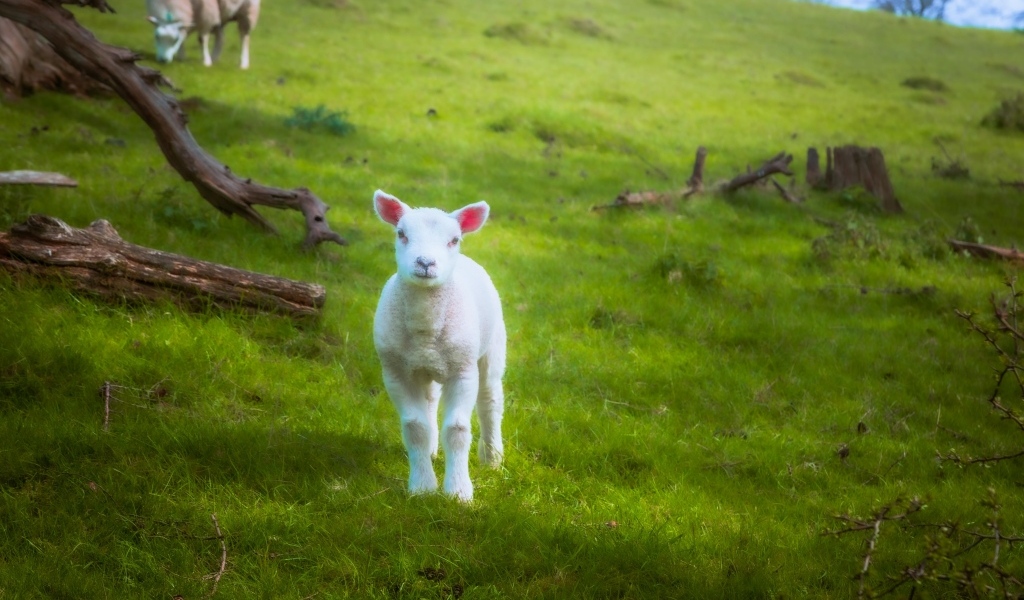 Маленький белый ягненок на зеленой траве