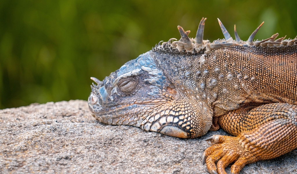 Большая игуана спит на камне