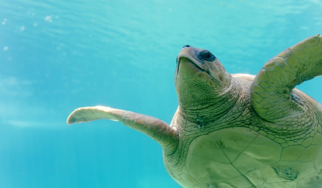 Большая черепаха плывет под водой