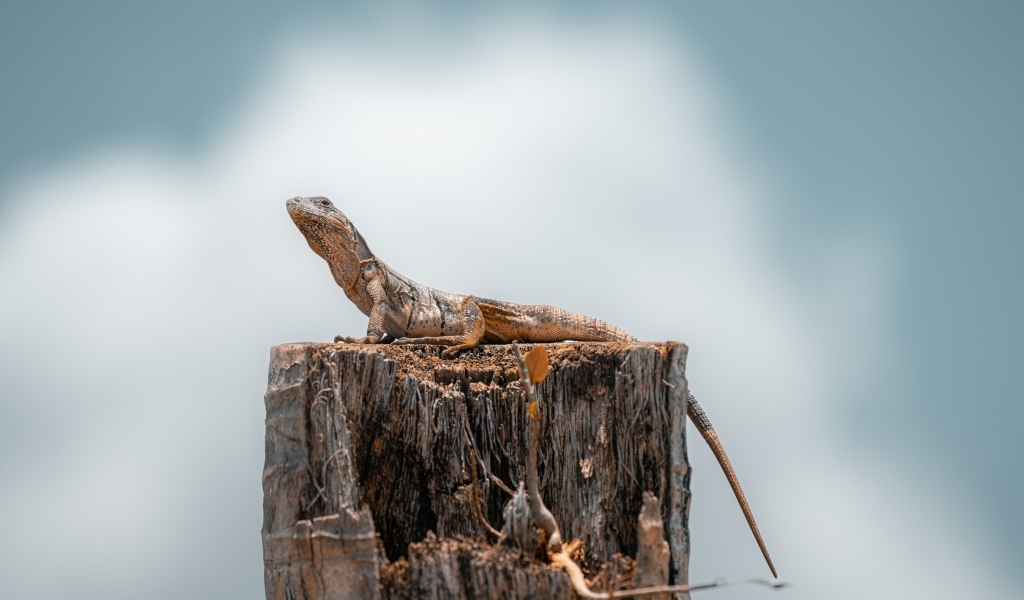Ящерица сидит на сухом пне