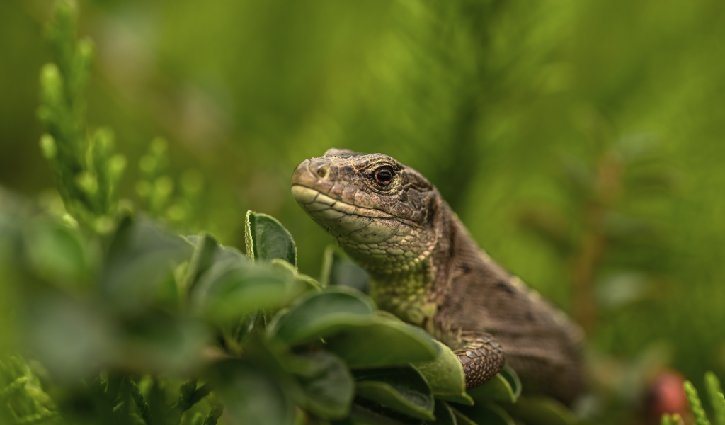 Большая серая ящерица в зеленых листьях 