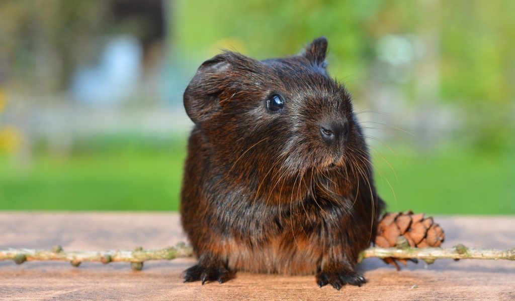 Черная морская свинка с шишкой