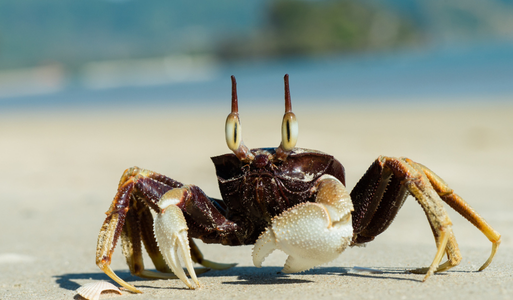 Большой глазастый краб ползет по песку 