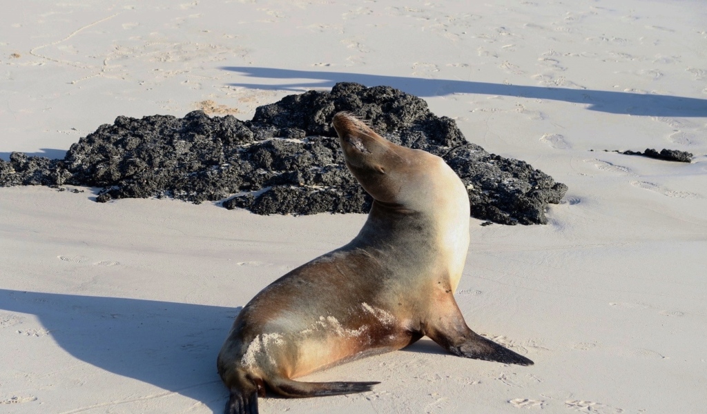Морской котик греется на солнце на пляже