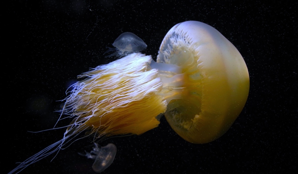 Большая белая медуза под водой