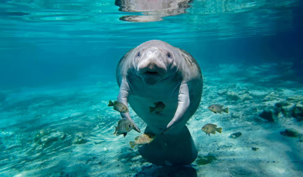 Ламантин с рыбами плавает под водой