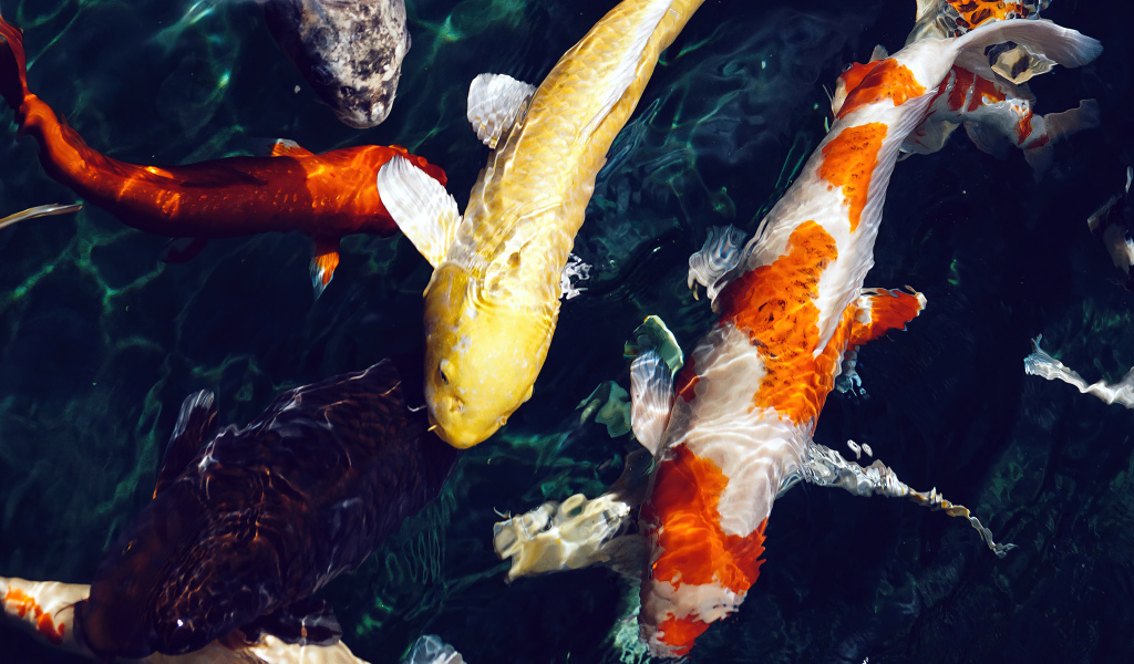 Разноцветные карпы плавают в воде