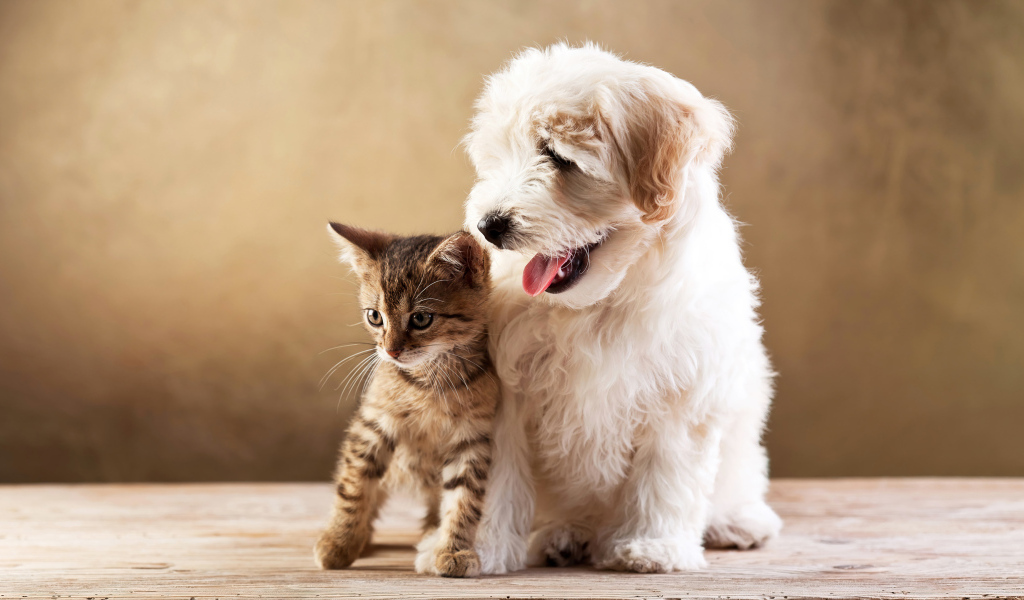 Маленький пушистый щенок с серым котенком