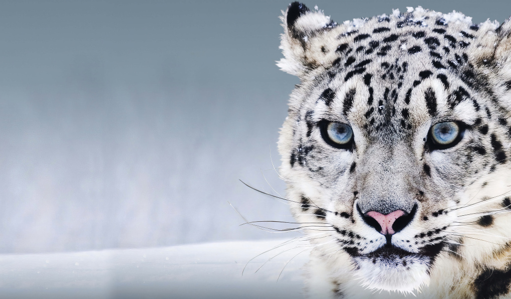 Большой голубоглазый снежный барс