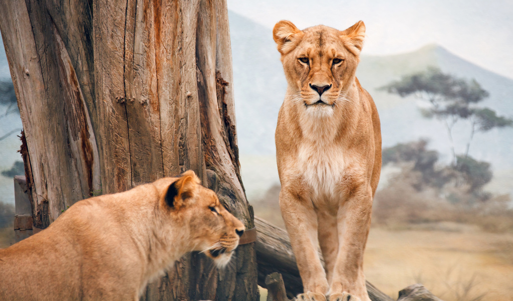 Две львицы стоят у дерева 
