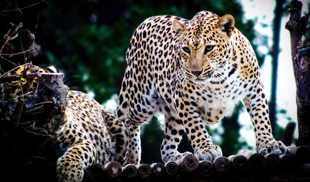 Два пятнистых ягуара в зоопарке