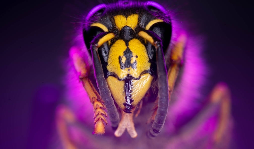 Голова пчелы макросъемка 