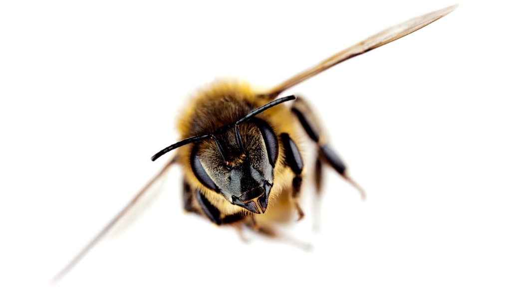 Пчела на белом фоне макросъемка