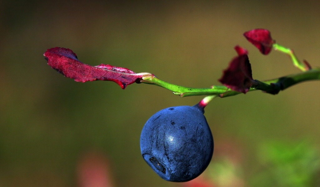 Ягода черники на ветке макросъемка