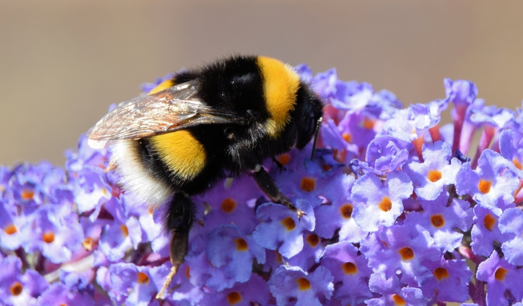Маленький шмель на сиреневых цветах