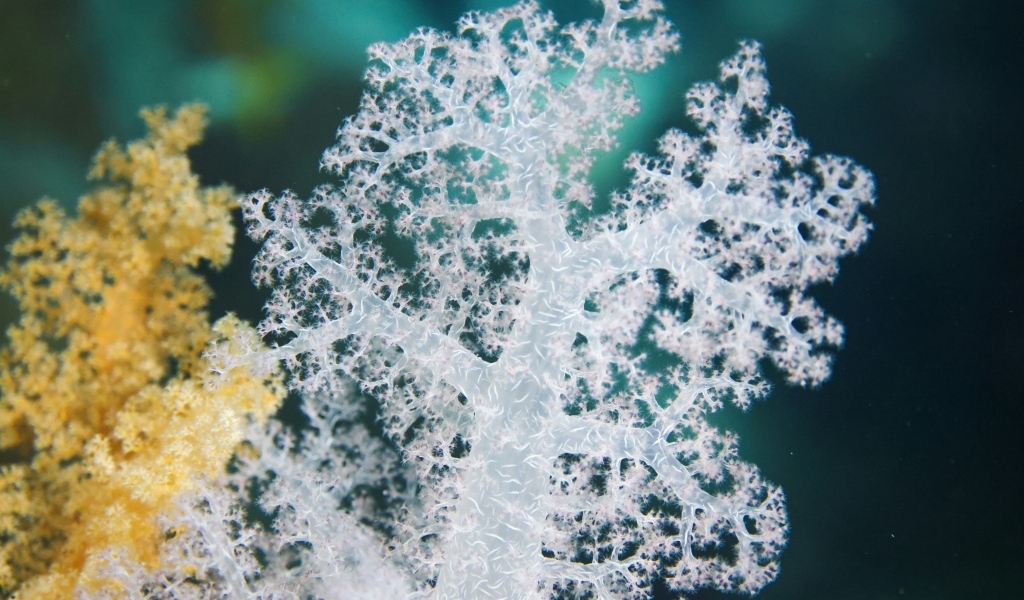 Тропический коралловый риф крупным планом