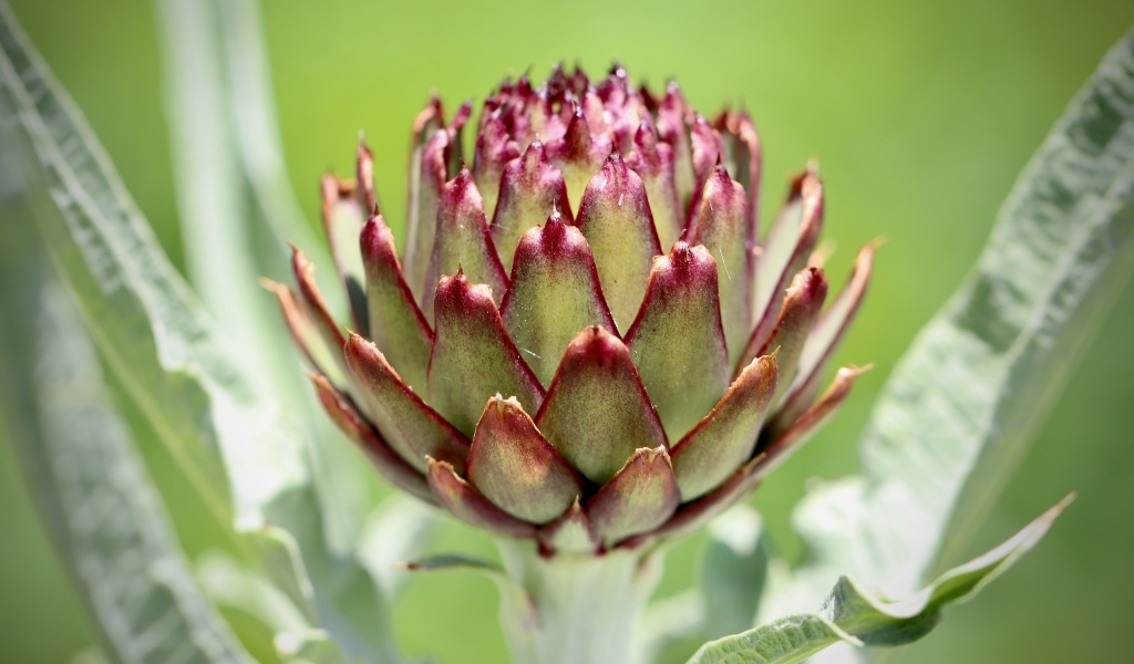 Растение артишок крупным планом