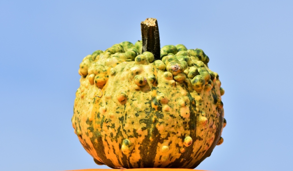 Большая тыква на фоне голубого неба