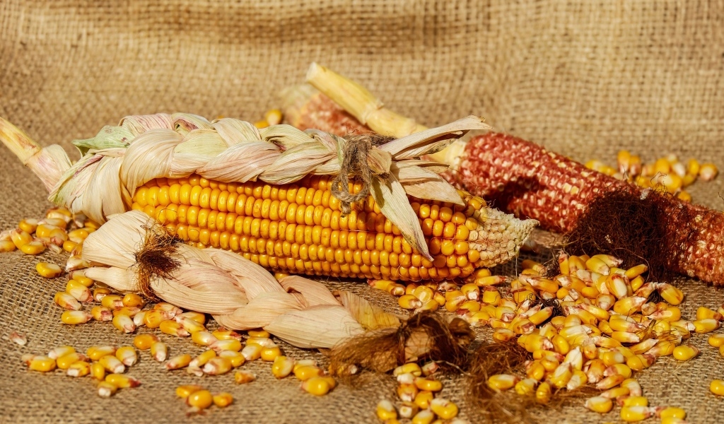 Початки кукурузы с зернами 