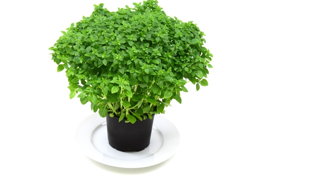 Ароматная зелень в горшке на столе
