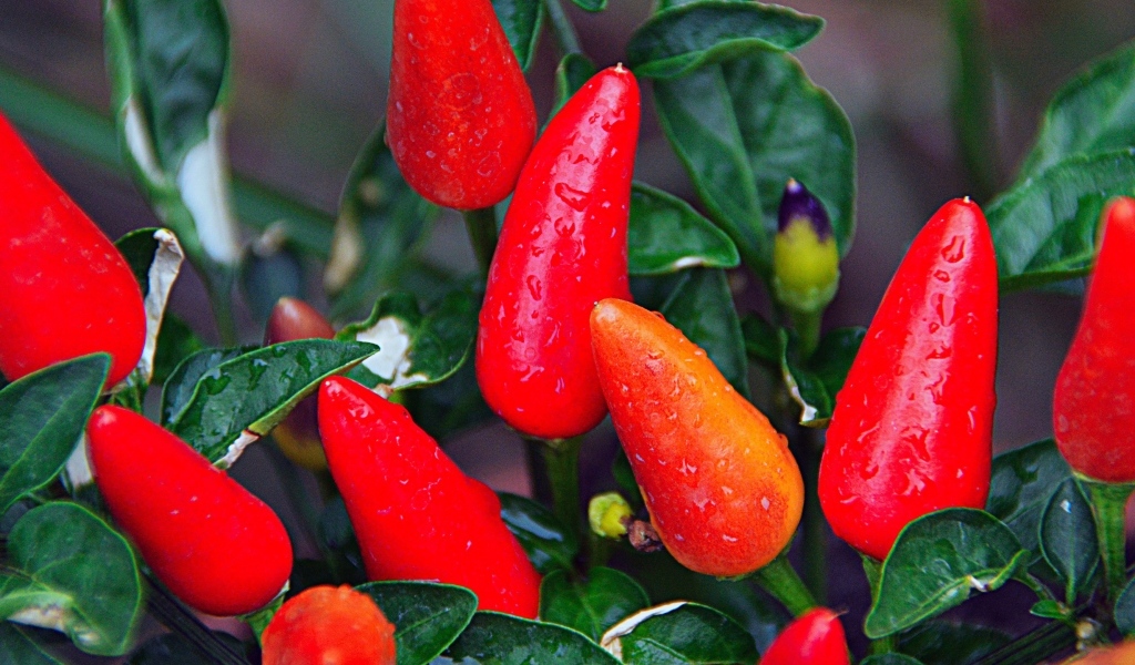 Мокрый красный перец крупным планом