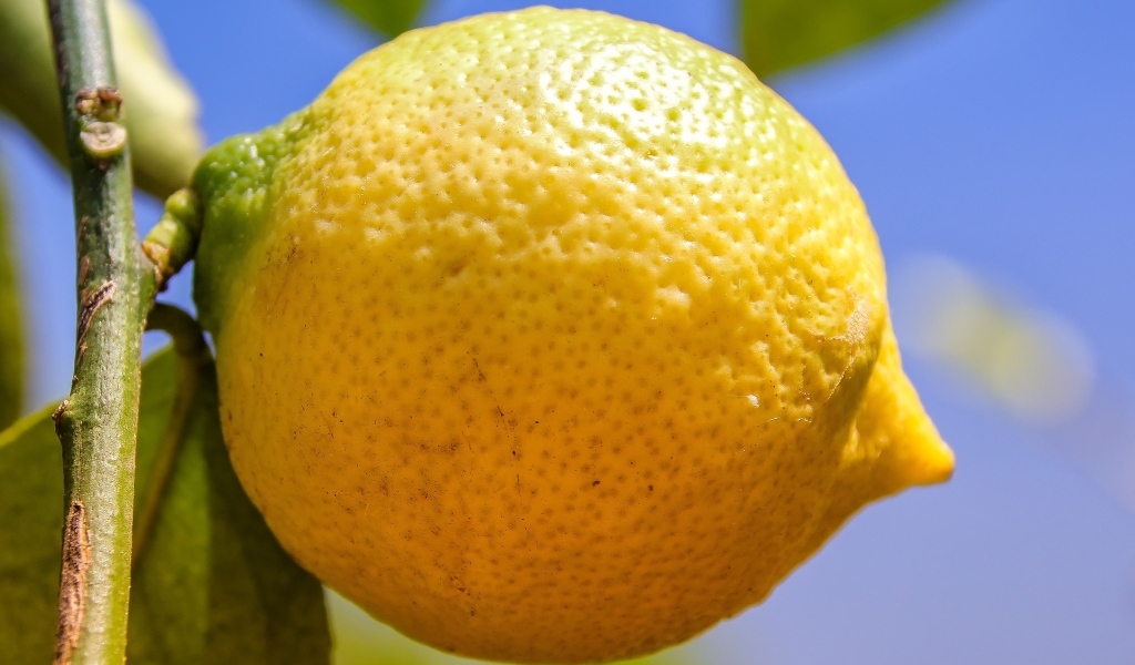 Большой желтый лимон висит на ветке