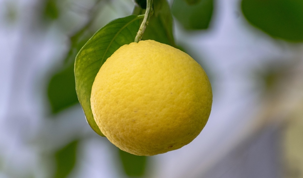 Желтый лимон висит на ветке 